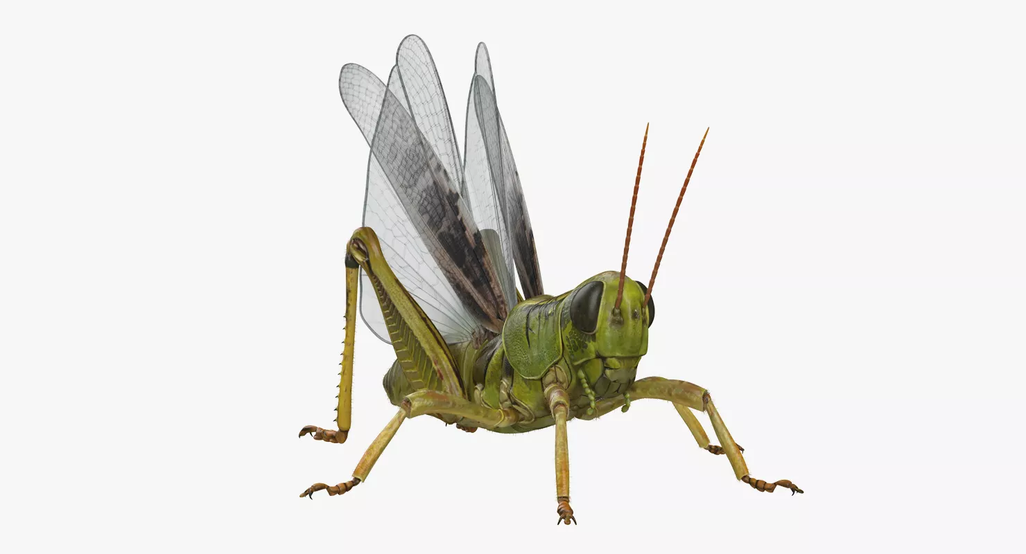 Common Field Grasshopper with Fur 3D model