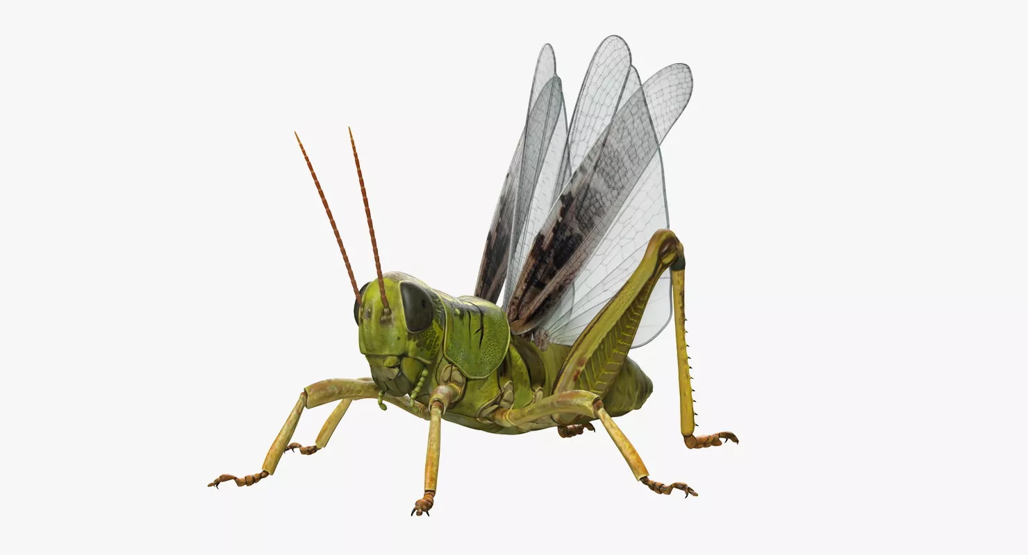 Common Field Grasshopper 3D model