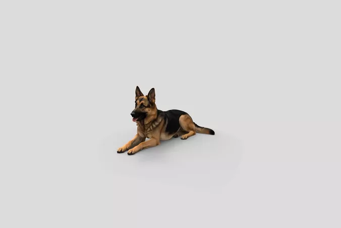 Realistic GermanShepherd Lying Dog 3D Model
