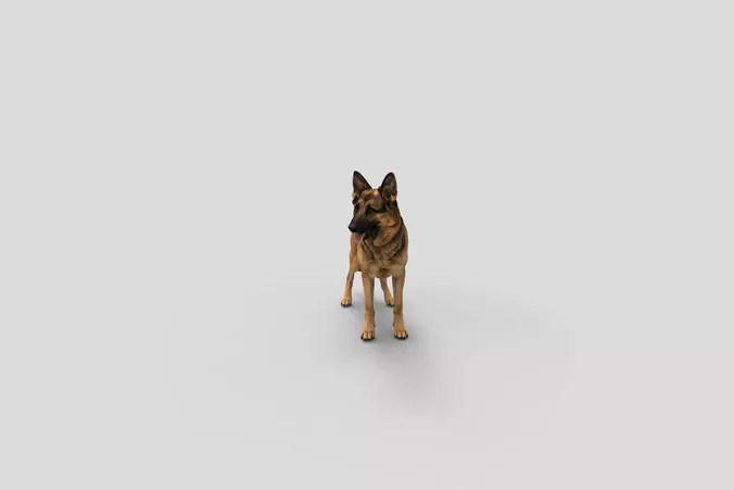  Realistic GermanShepherd Standing Dog 3D Model