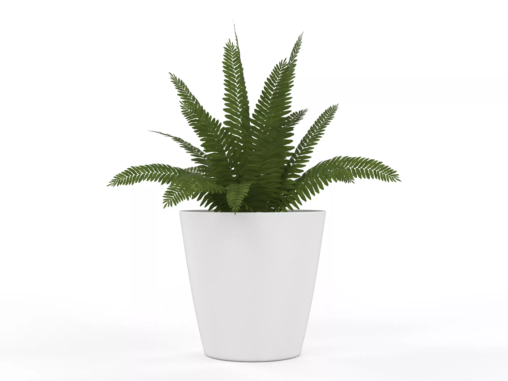Boston Fern Indoor Plant in White Pot Low-poly 3D model