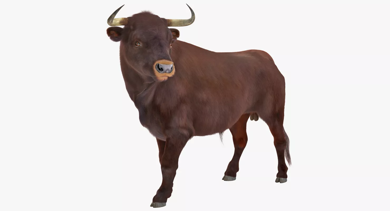 Bull Standing Pose with Fur 3D model