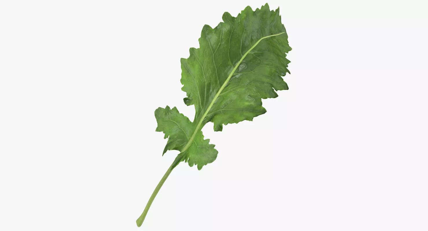 Kohlrabi Leaf 3D model