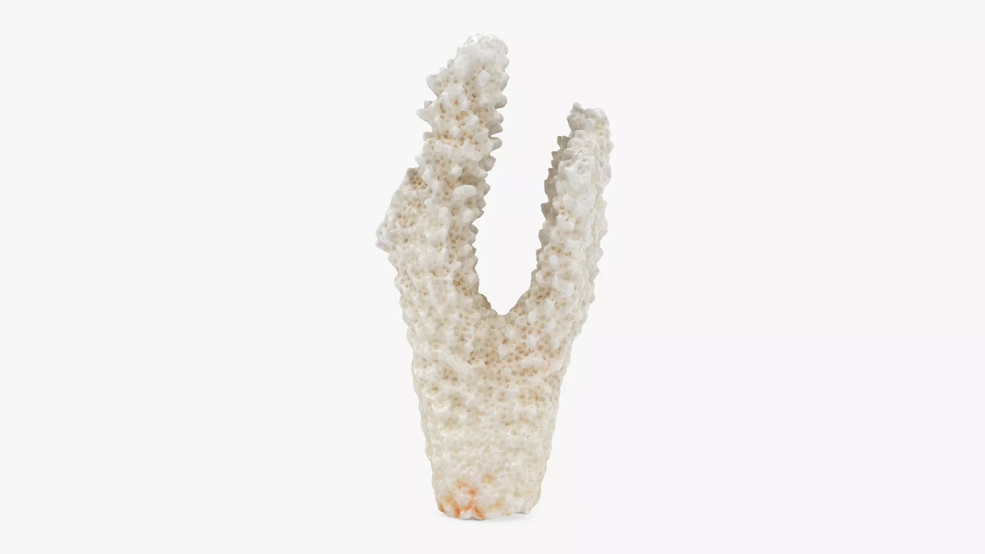 Acropora Florida 01 3D model