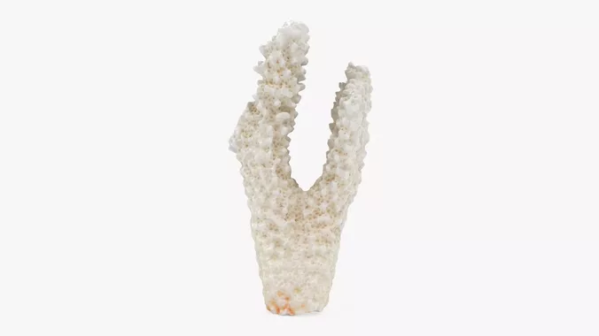 Acropora Florida 01