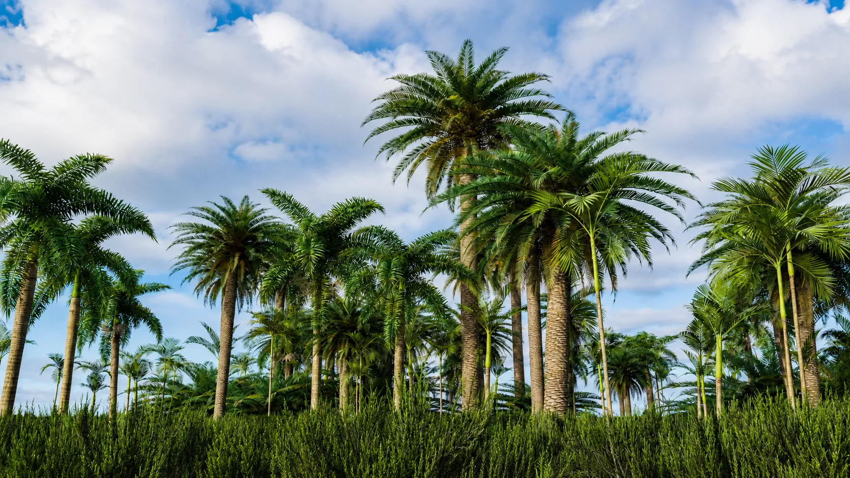 Tropical Forest Environment Game Ready 3D Asset Pack 3D model