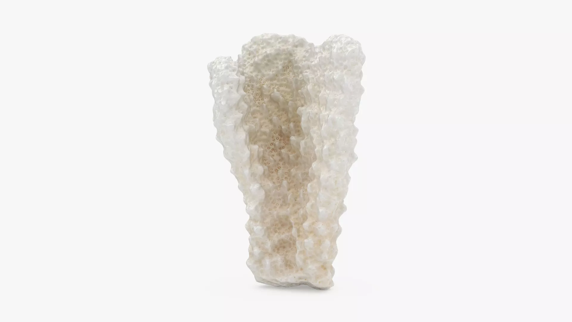Acropora Florida 02 Low-poly 3D model