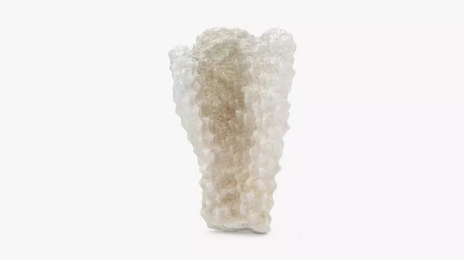 Acropora Florida 02