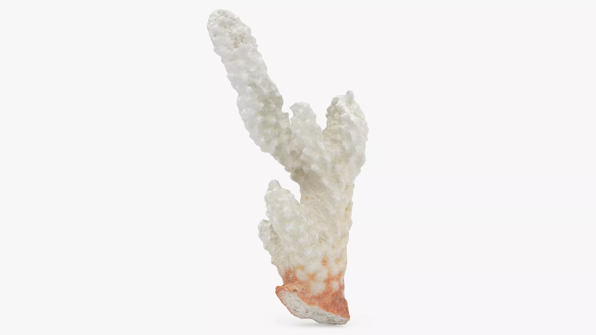 Acropora Florida 03 3D model