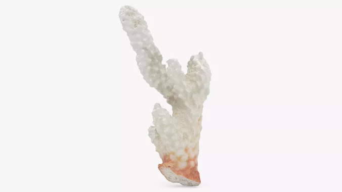 Acropora Florida 03
