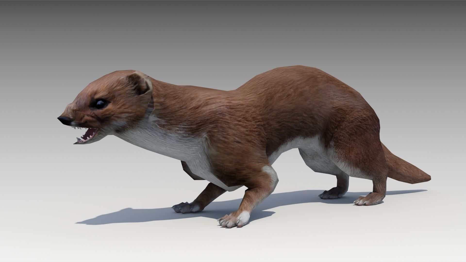 Weasel Low-poly 3D model_7