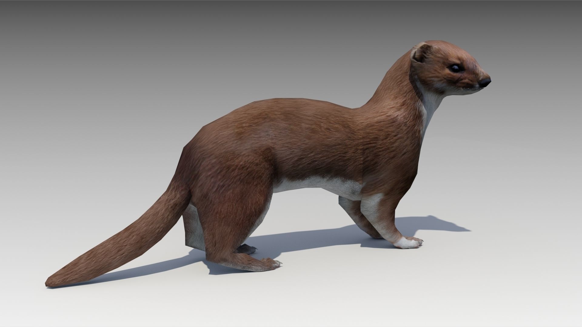 Weasel Low-poly 3D model_2