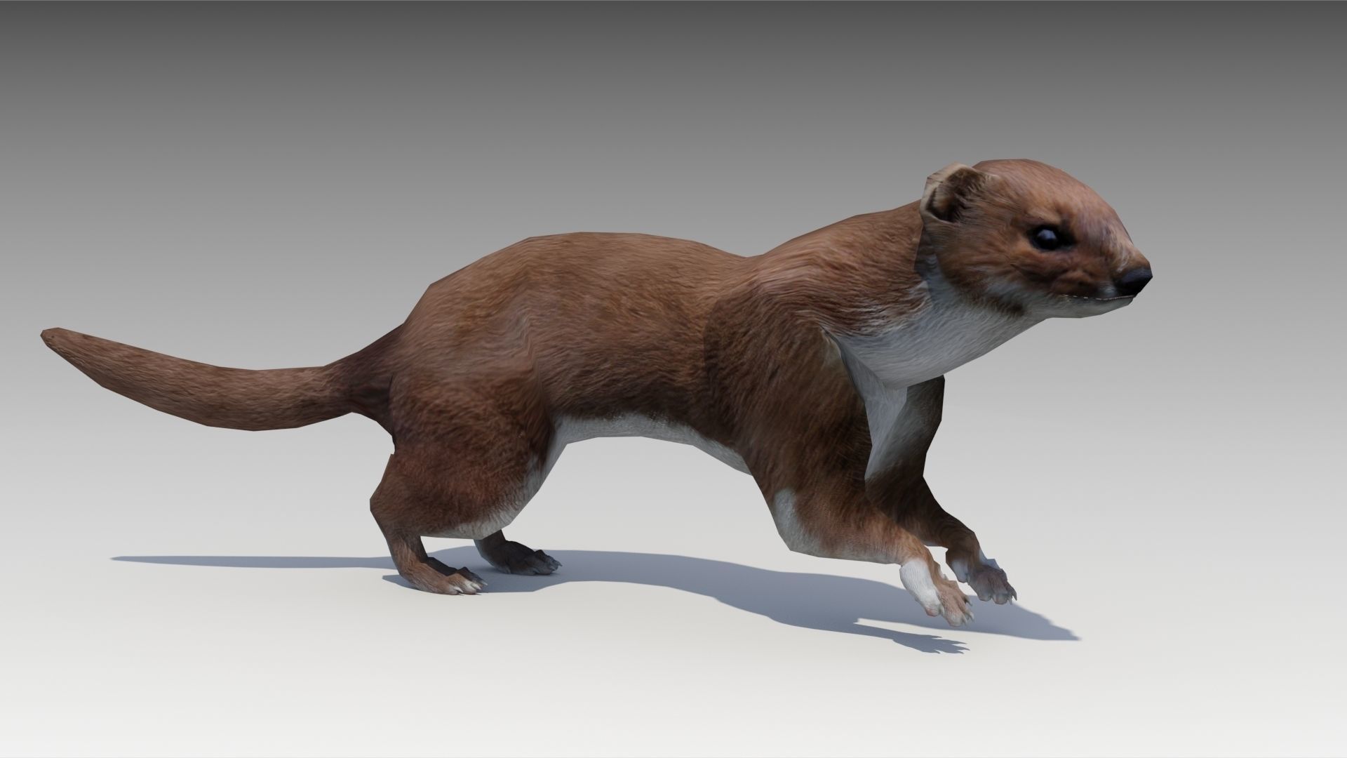 Weasel Low-poly 3D model_6
