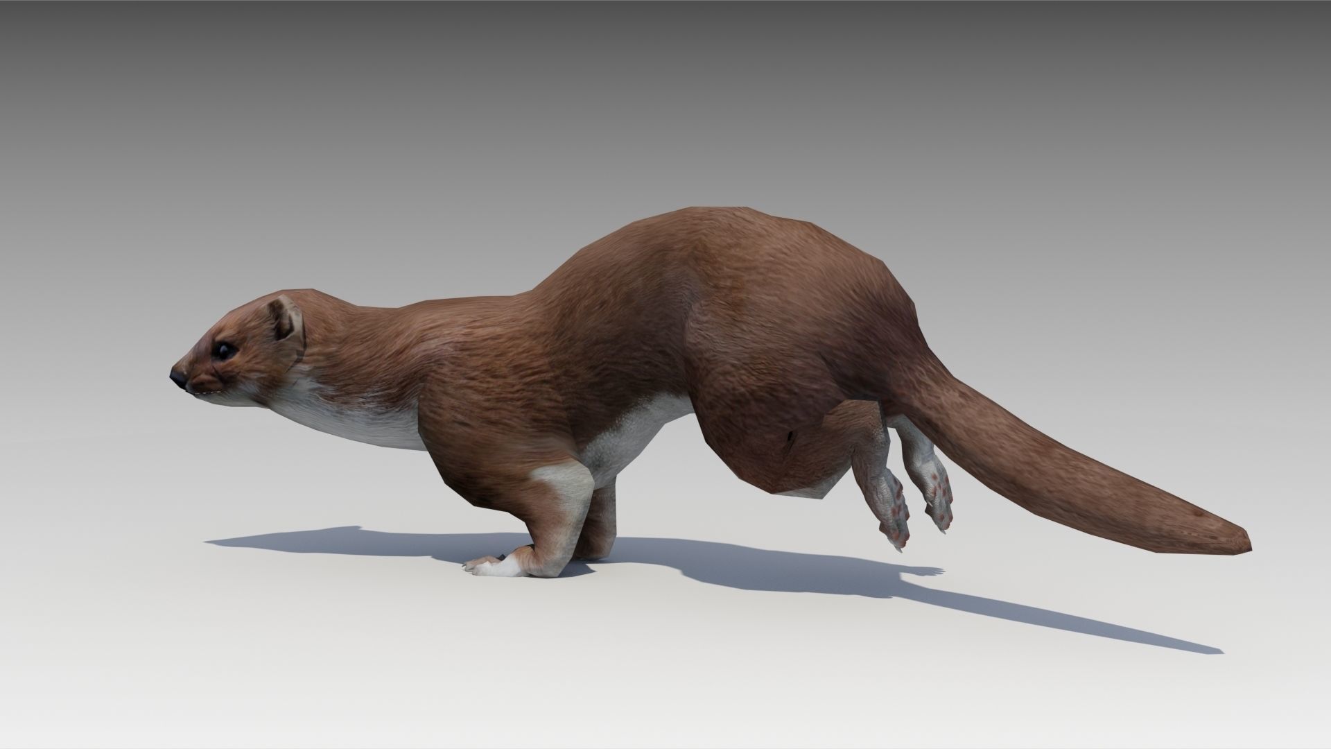 Weasel Low-poly 3D model_4