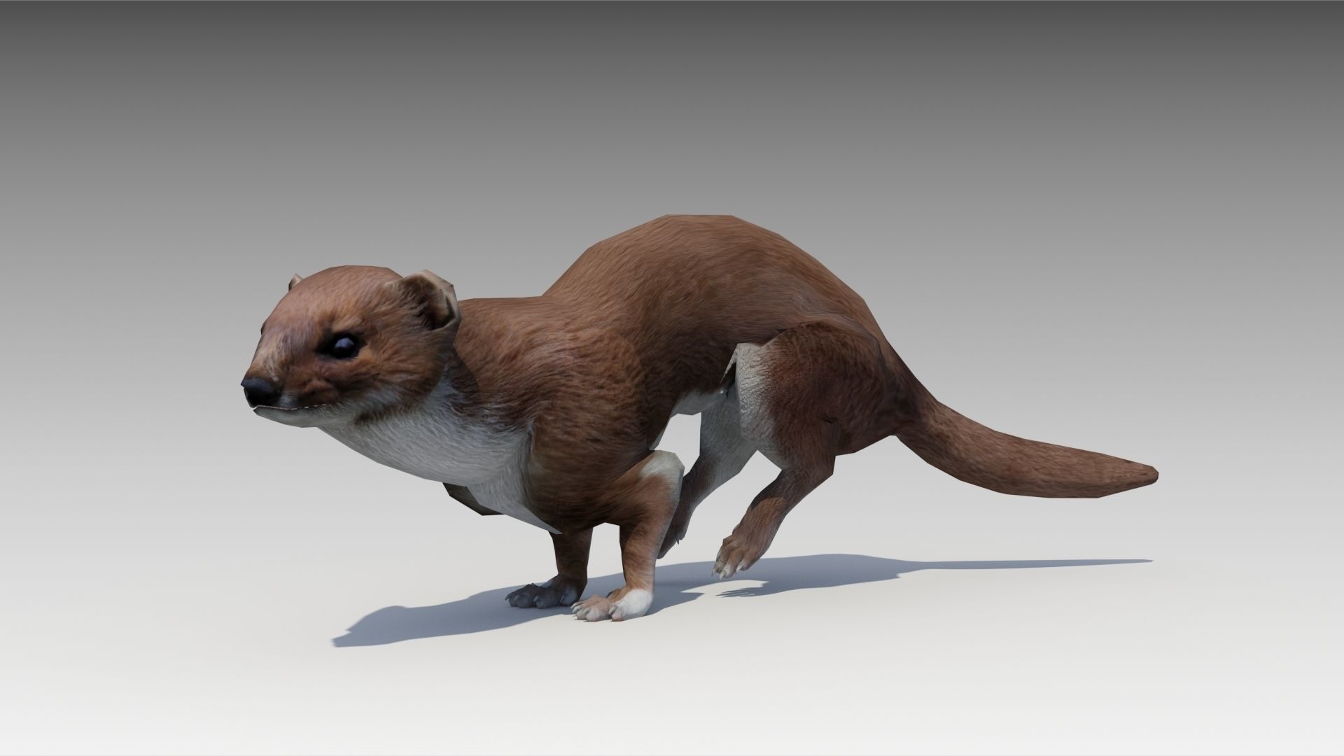 Weasel Low-poly 3D model_5
