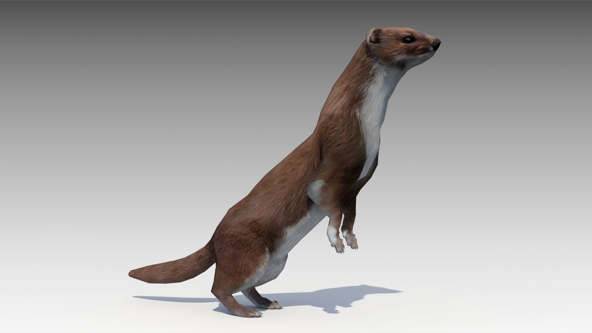 Weasel Low-poly 3D model_3