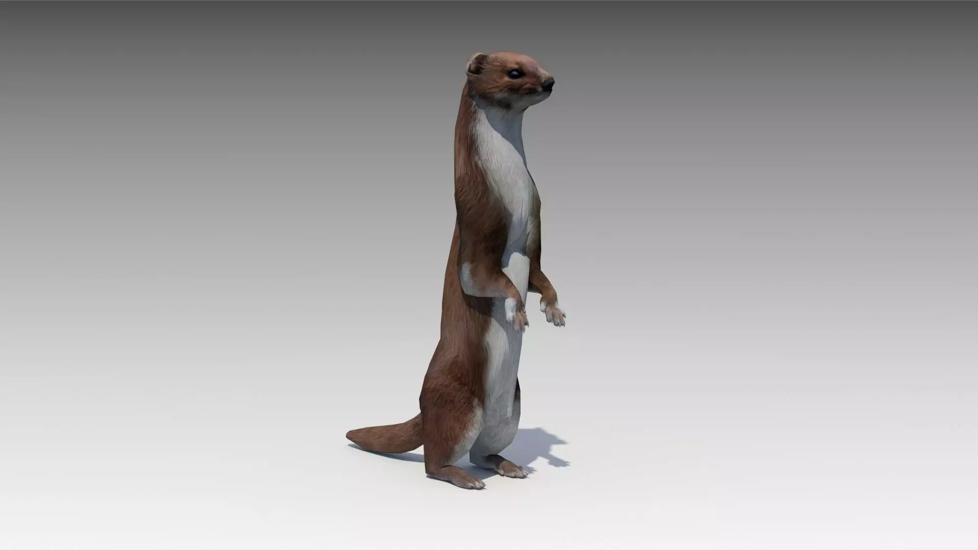 Weasel Low-poly 3D model_0