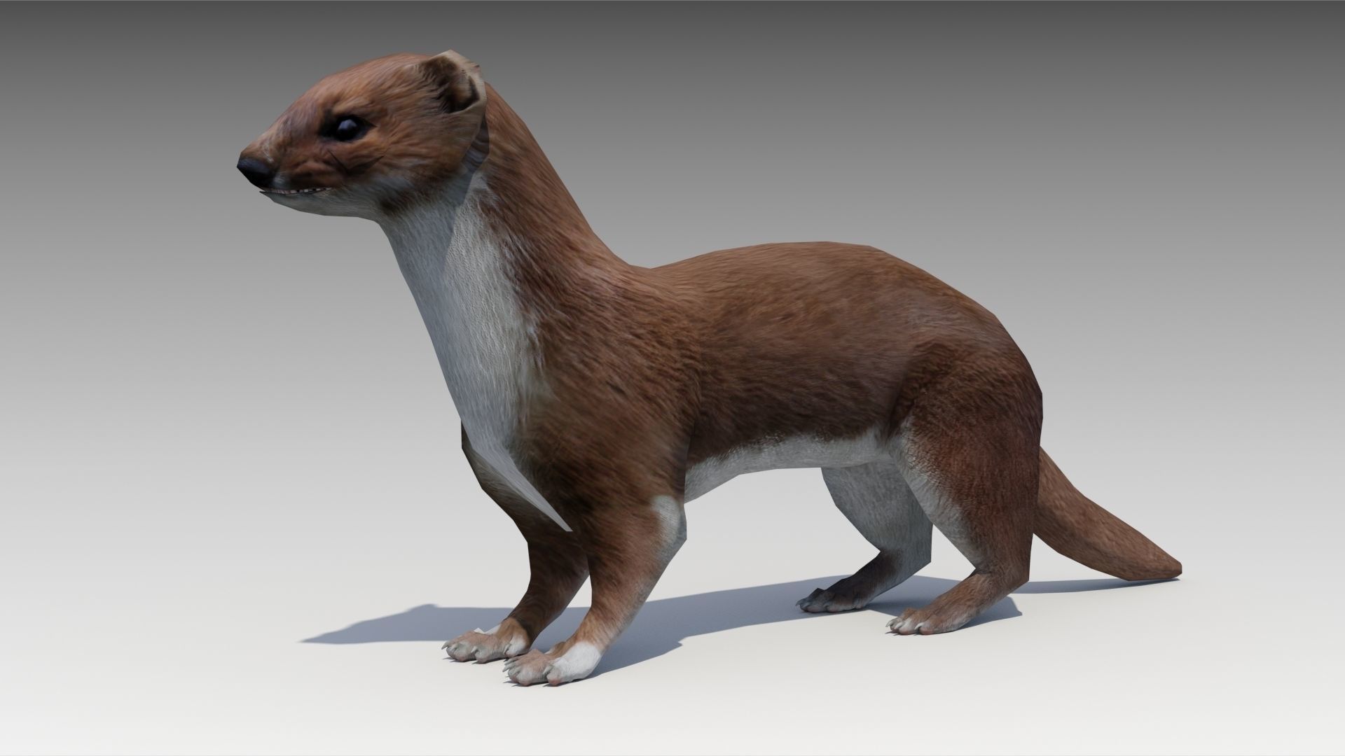 Weasel Low-poly 3D model_9