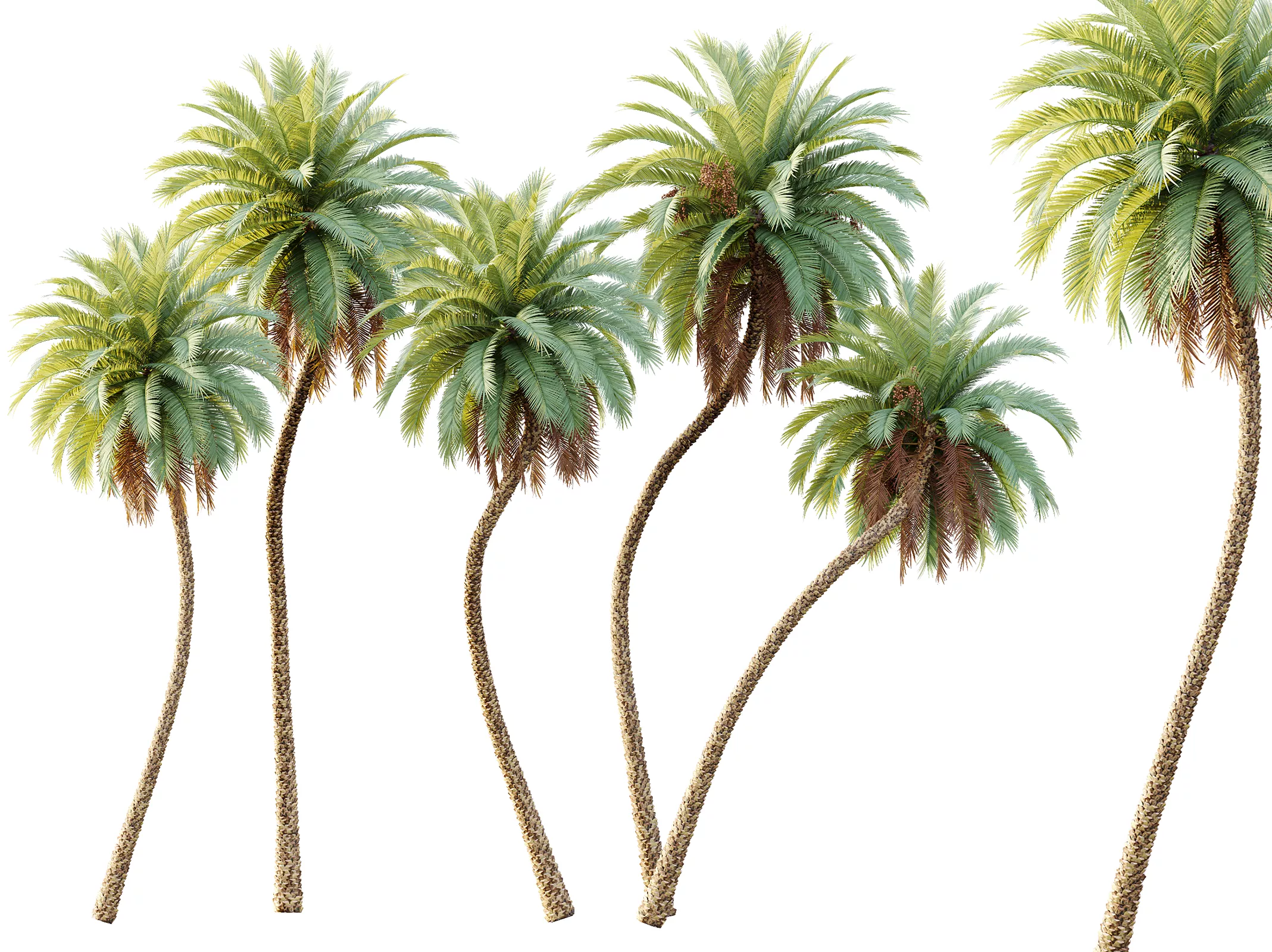 AV Plant Phoenix Sylvestris Palm Tree 01 3D model
