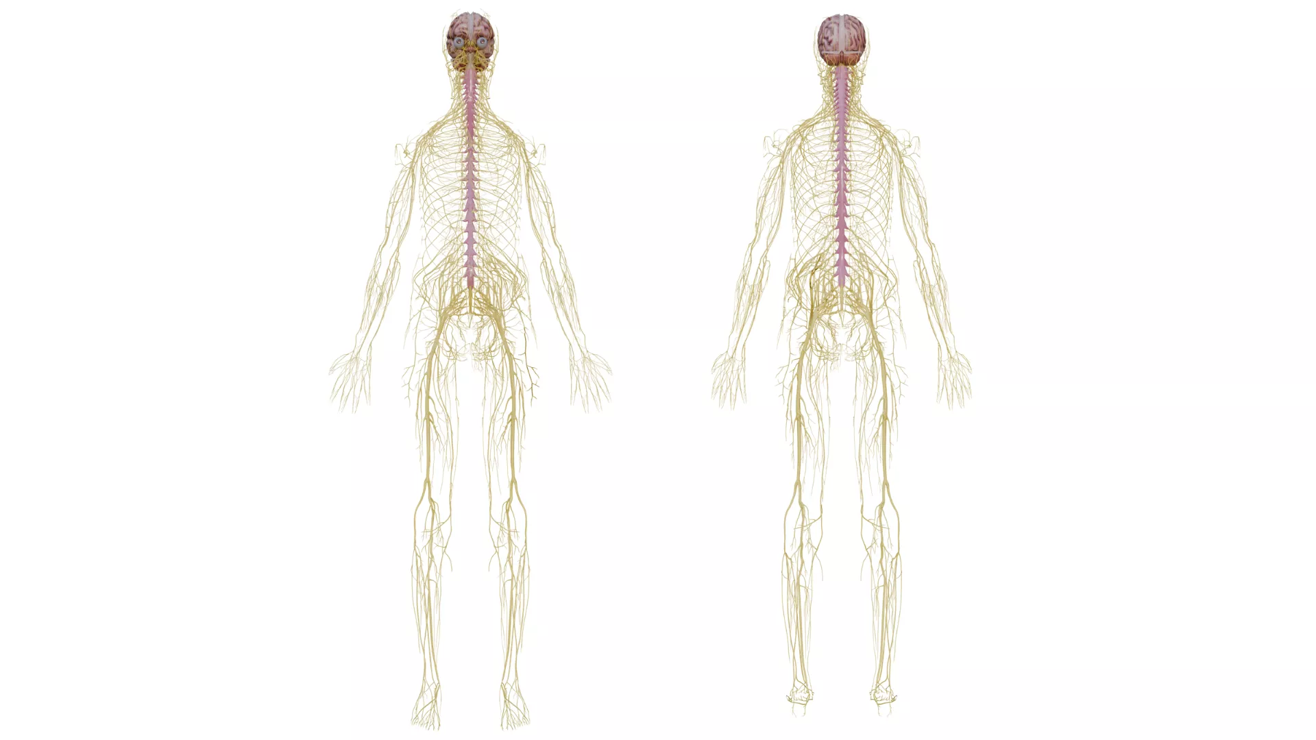 Human Nervous System 3D Model 3D model