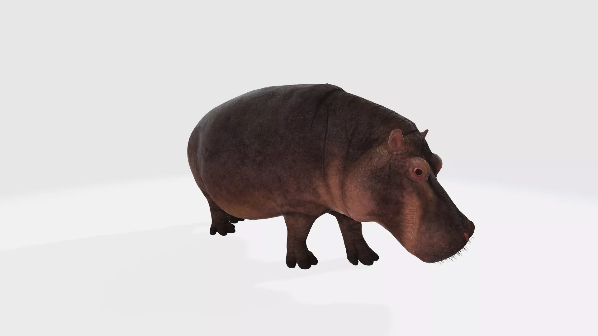 Hippopotamus Figure 3D Printable Model 3D print model