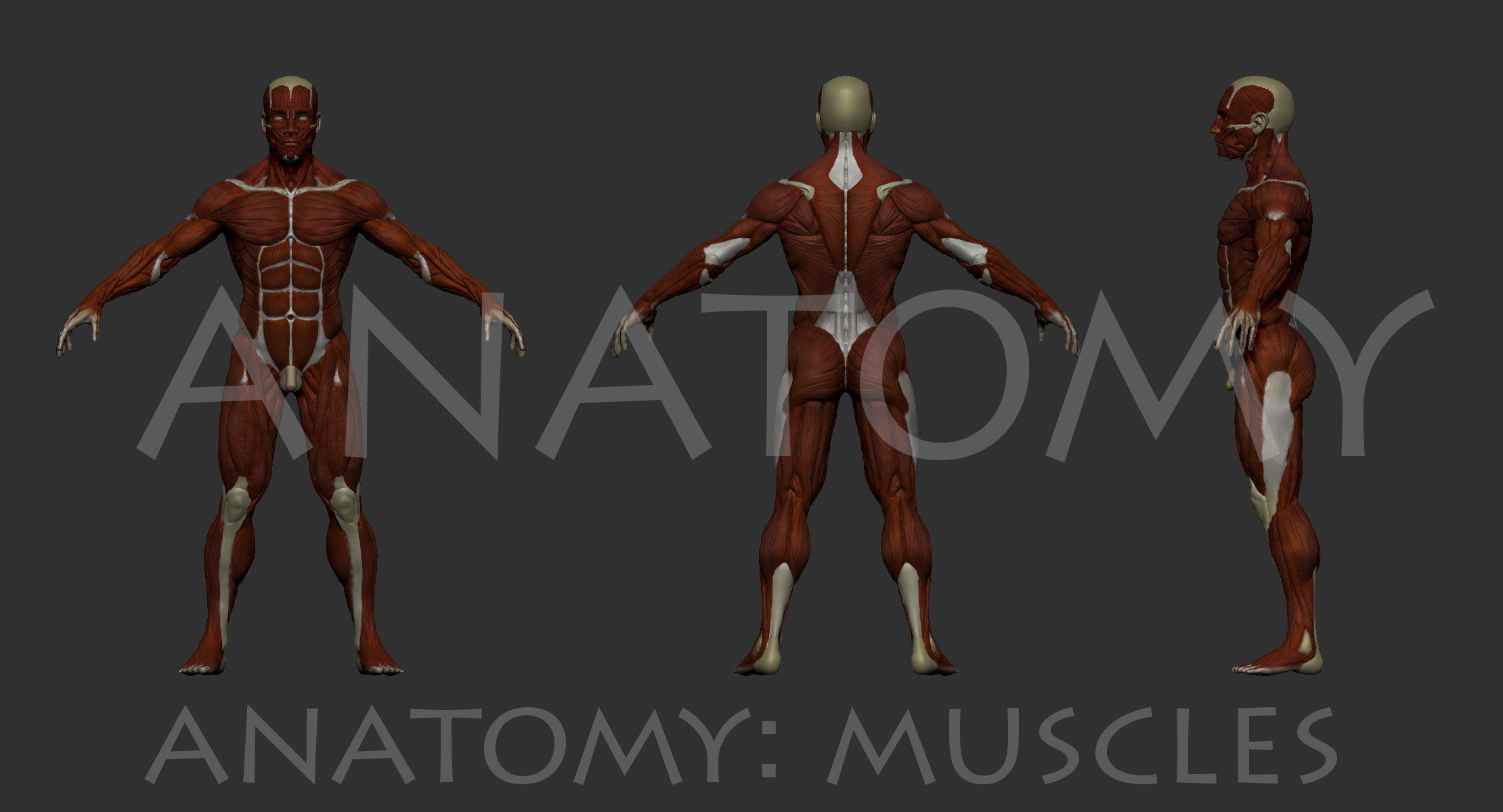 Anatomical human muscles 3D model_1