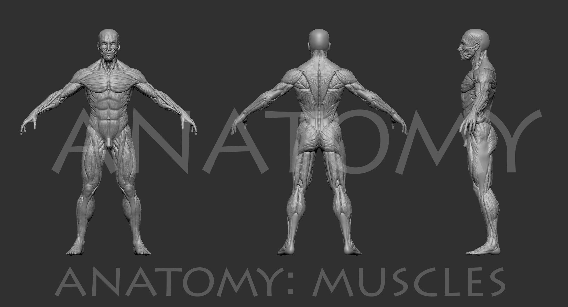 Anatomical human muscles 3D model_2