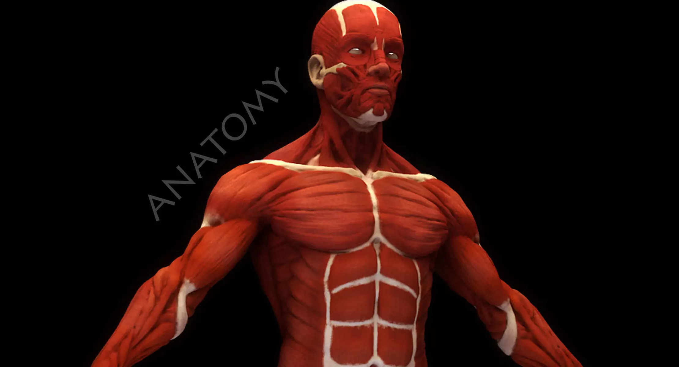 Anatomical human muscles 3D model_0