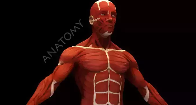 Anatomical human muscles 3D model