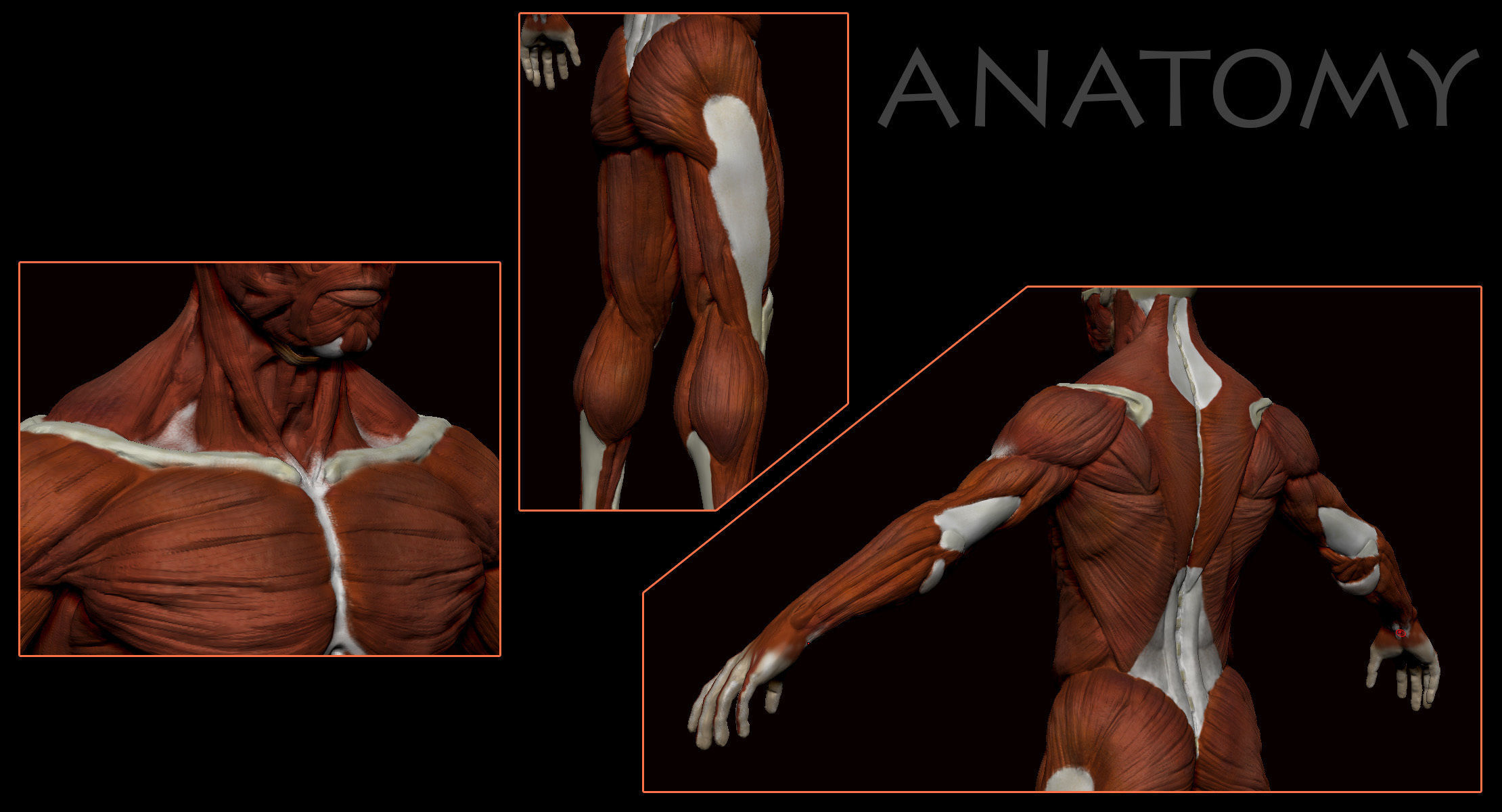 Anatomical human muscles 3D model_6