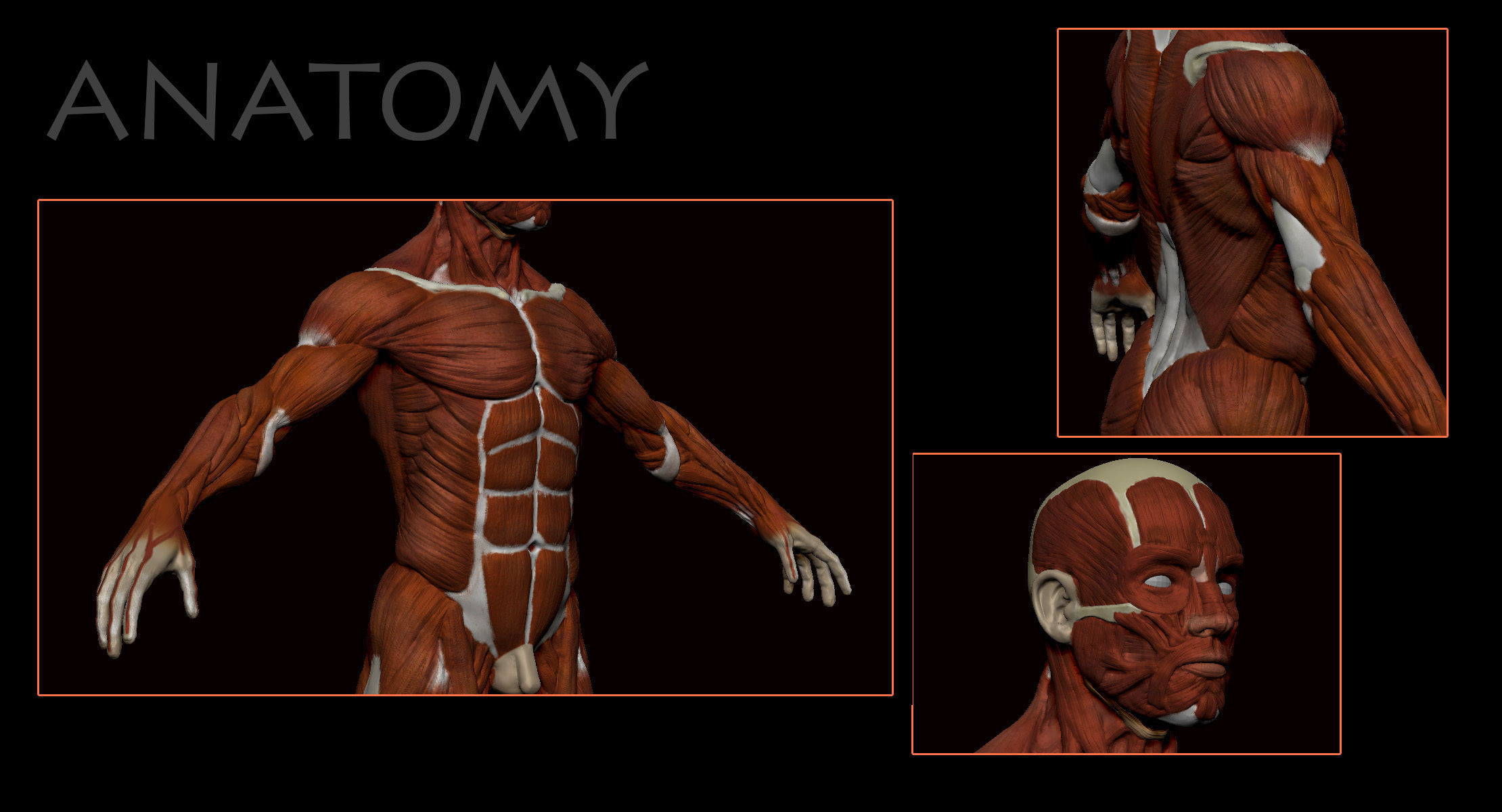 Anatomical human muscles 3D model_7