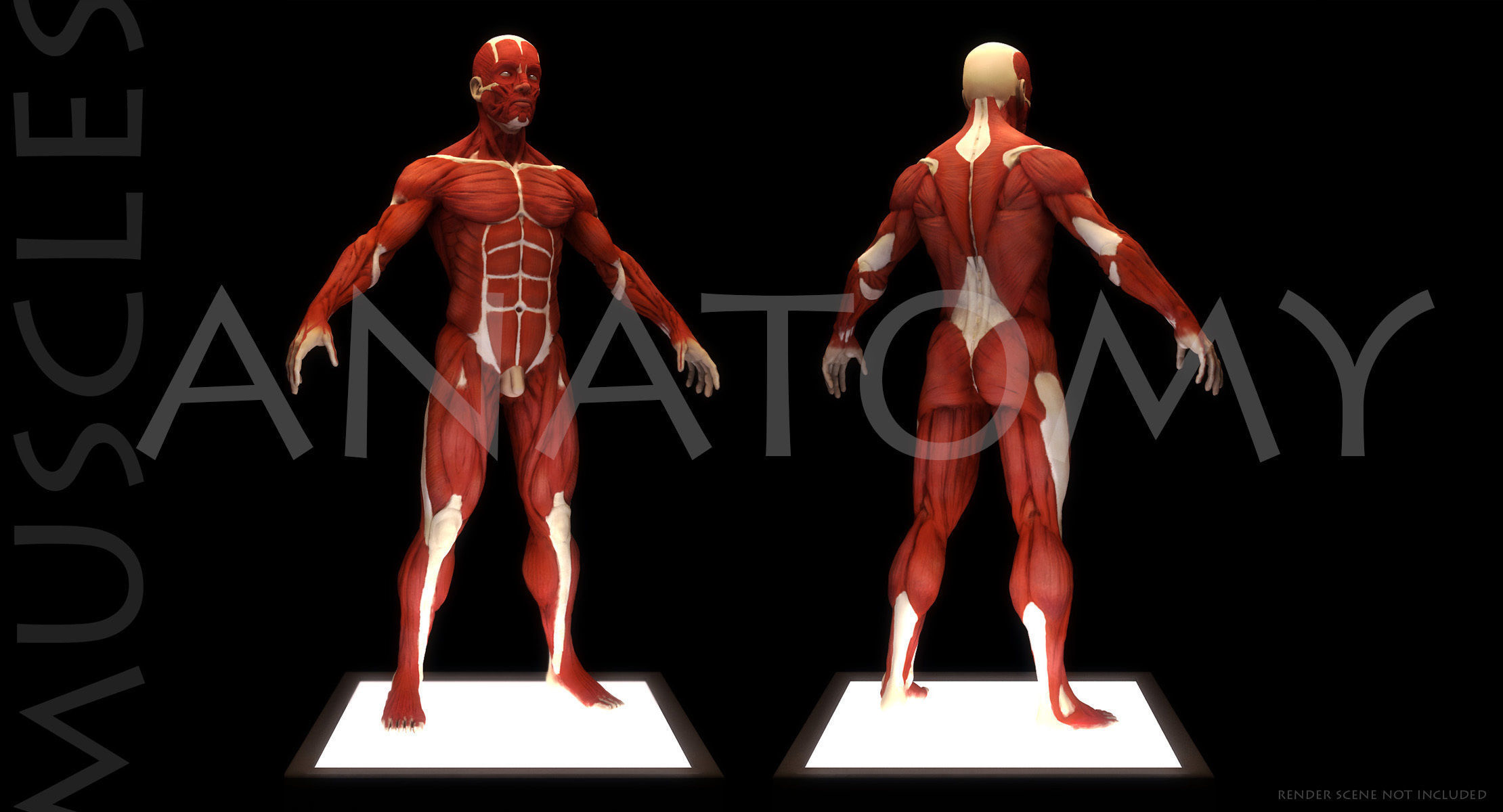 Anatomical human muscles 3D model_5