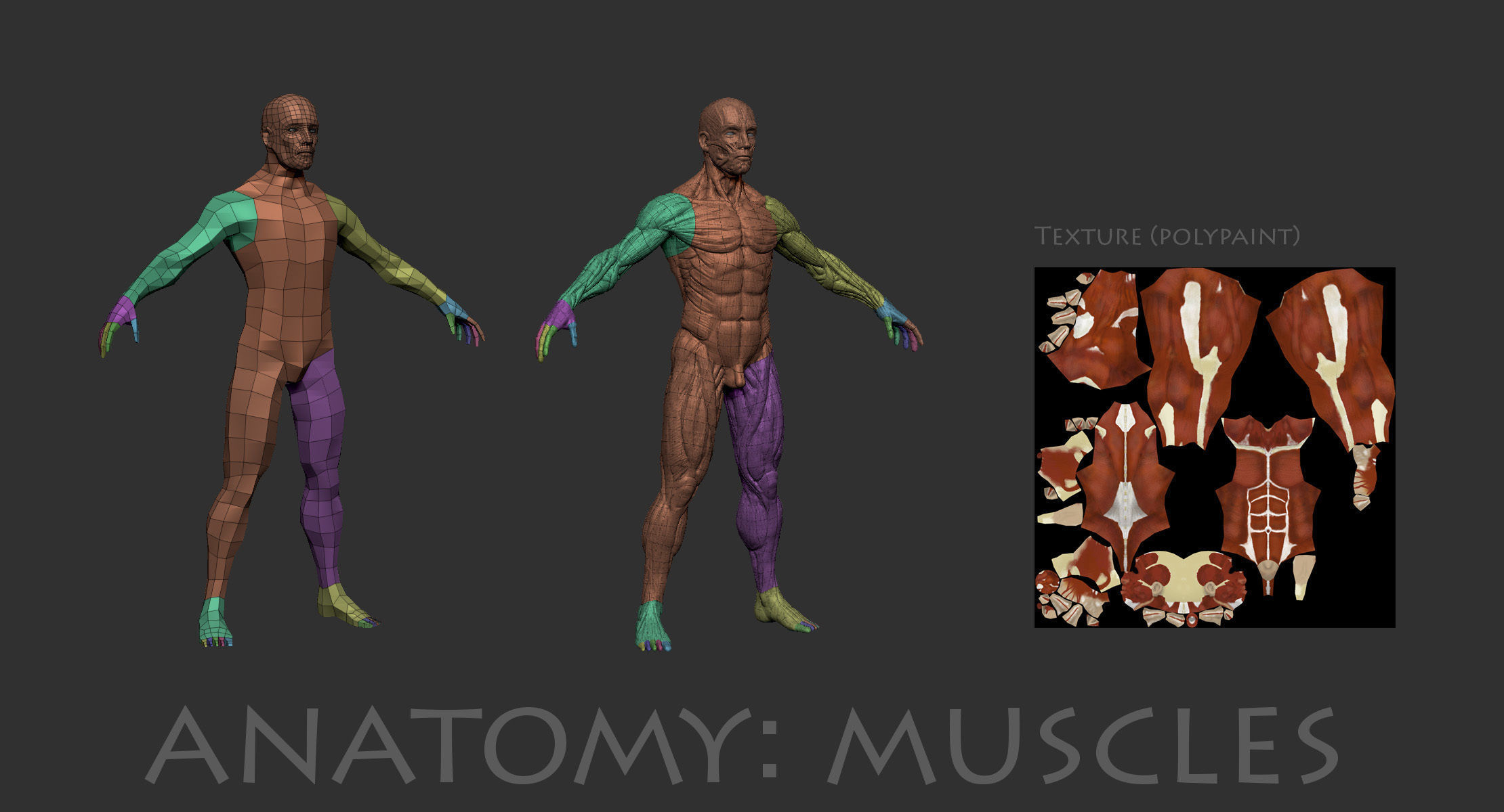 Anatomical human muscles 3D model_3