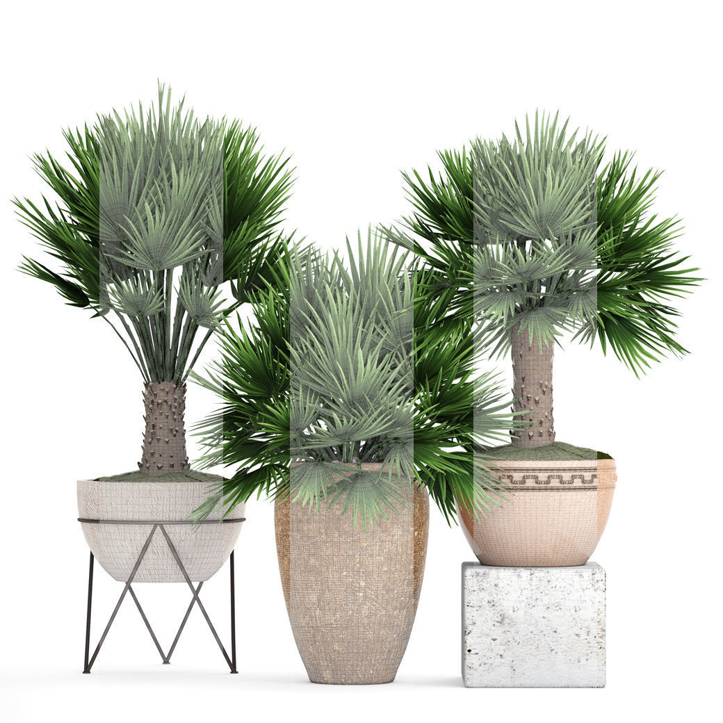 Chamaerops palm 3D model_4