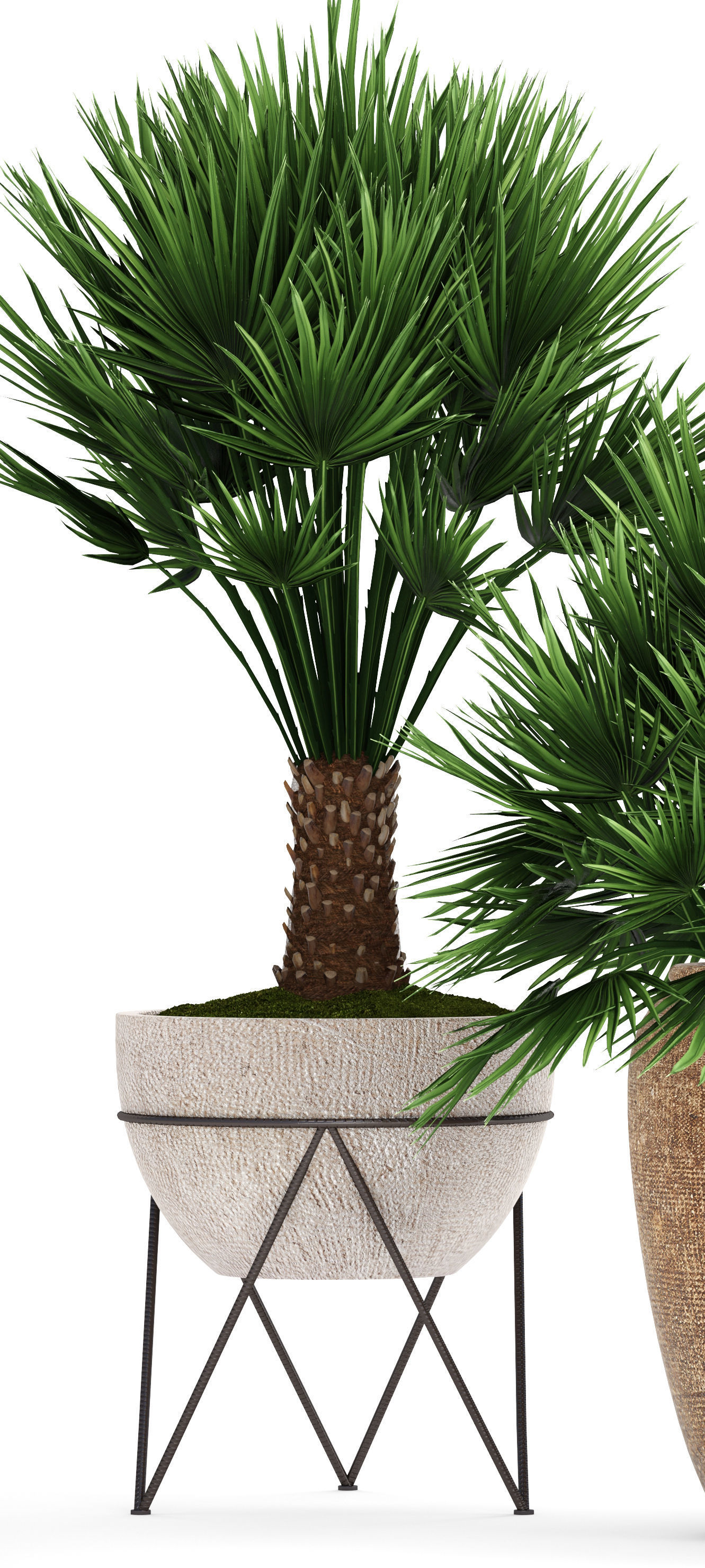 Chamaerops palm 3D model_3
