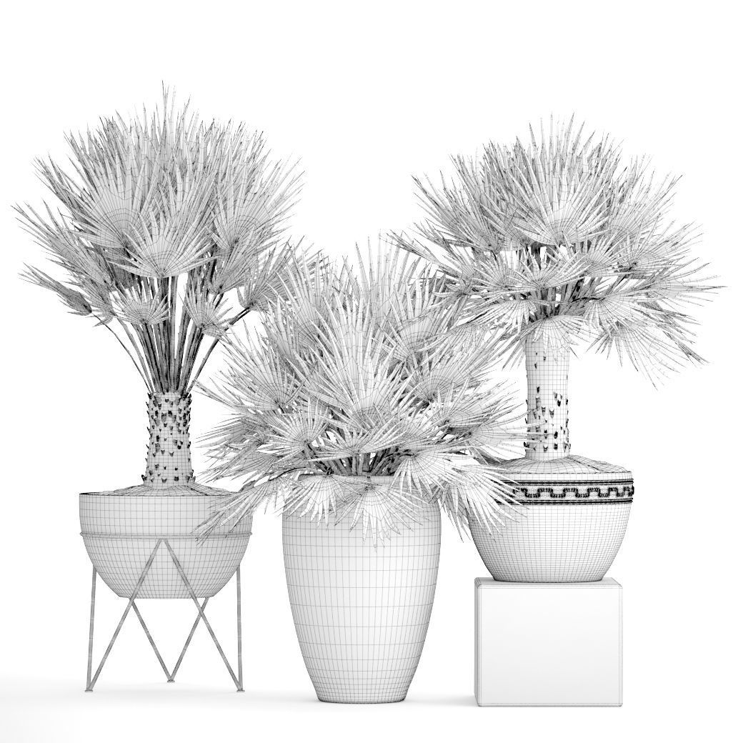 Chamaerops palm 3D model_5