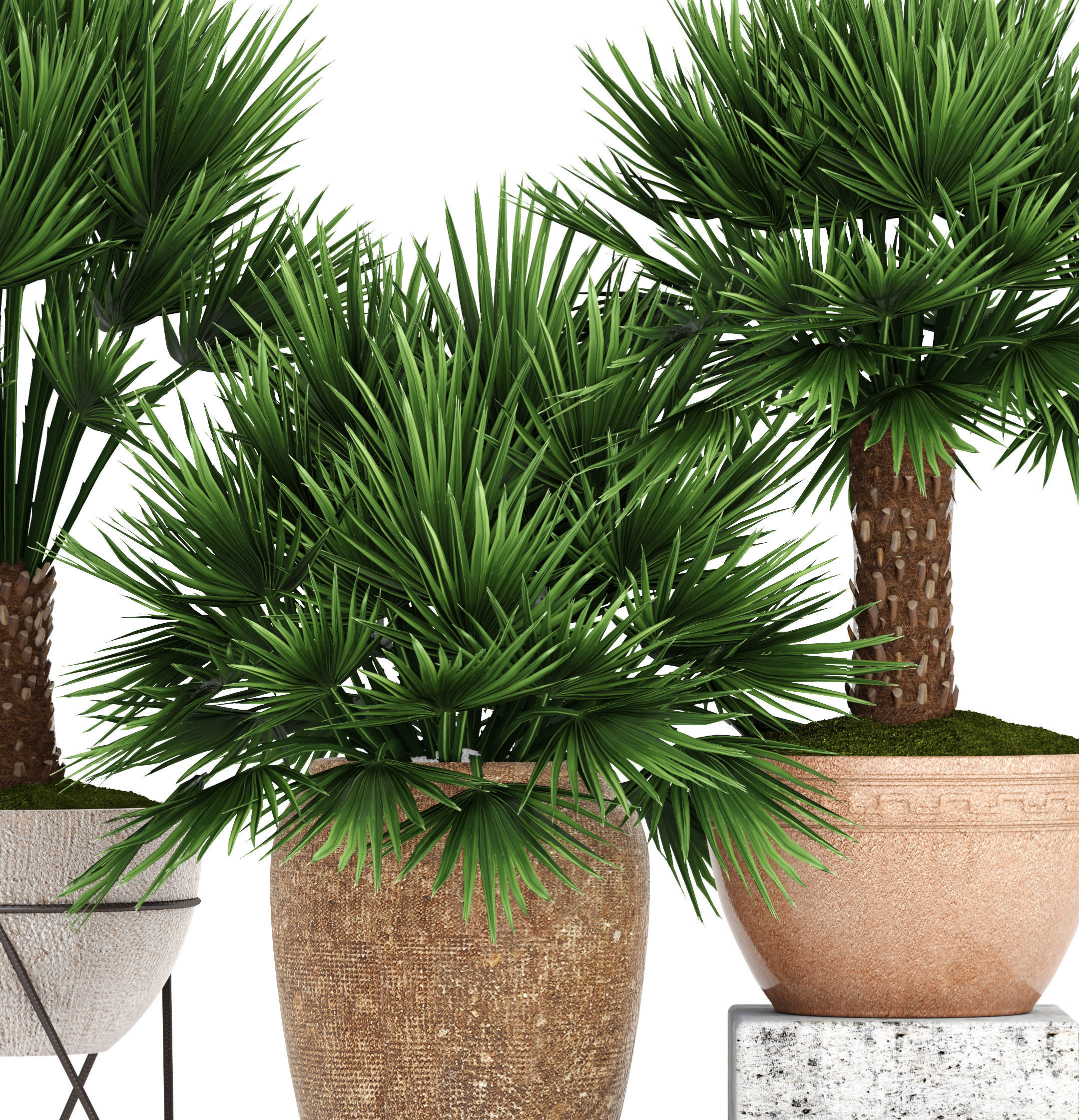 Chamaerops palm 3D model_9