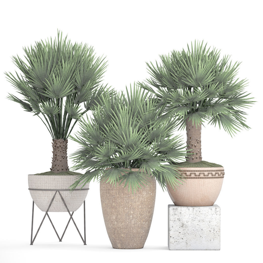 Chamaerops palm 3D model_6