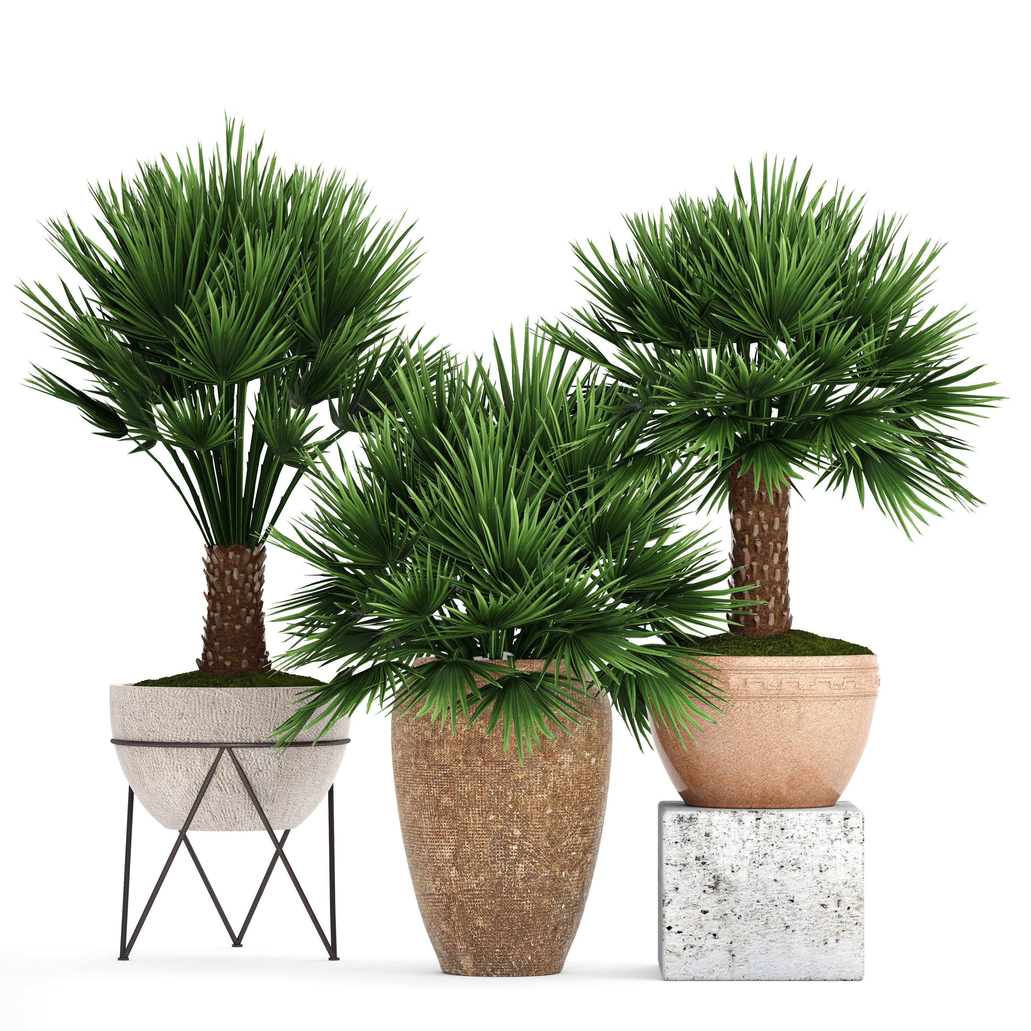 Chamaerops palm 3D model_10