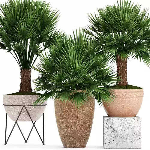 Chamaerops palm 3D model