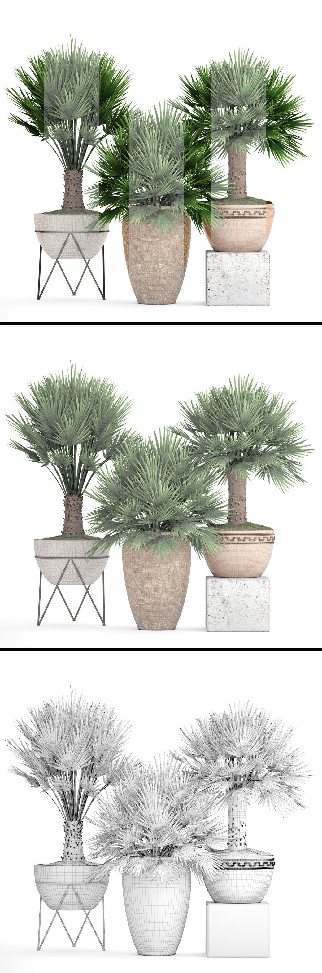Chamaerops palm 3D model_7