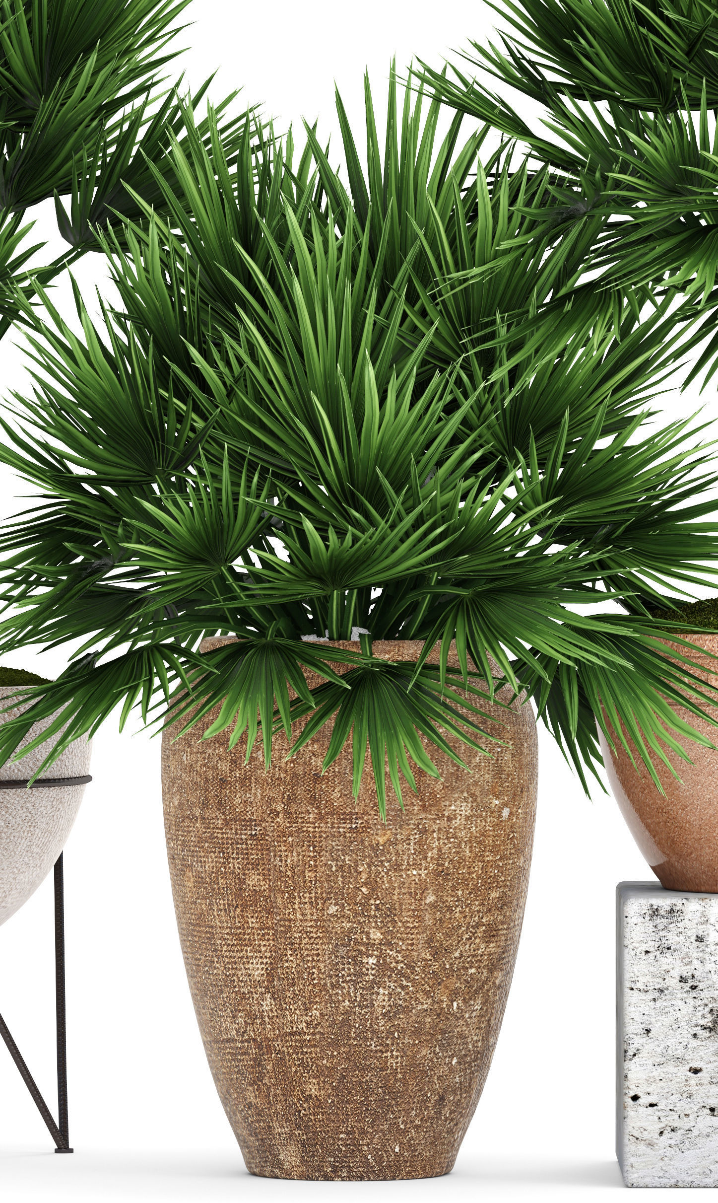 Chamaerops palm 3D model_2