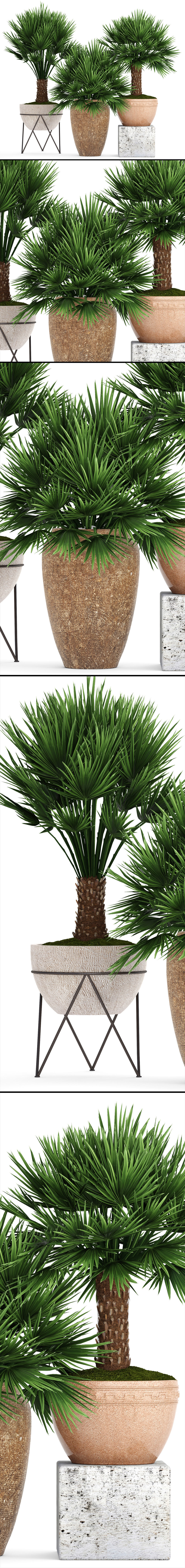 Chamaerops palm 3D model_8