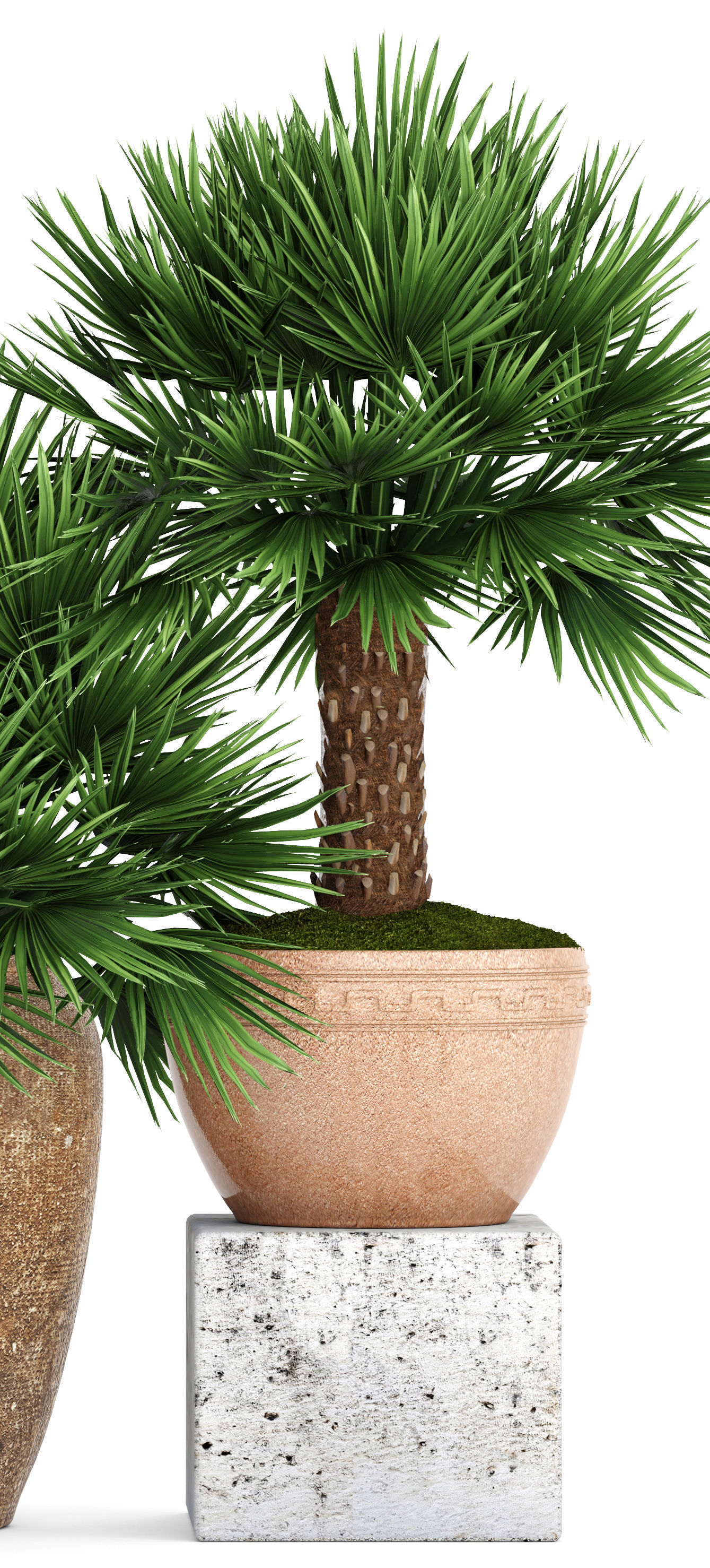 Chamaerops palm 3D model_1
