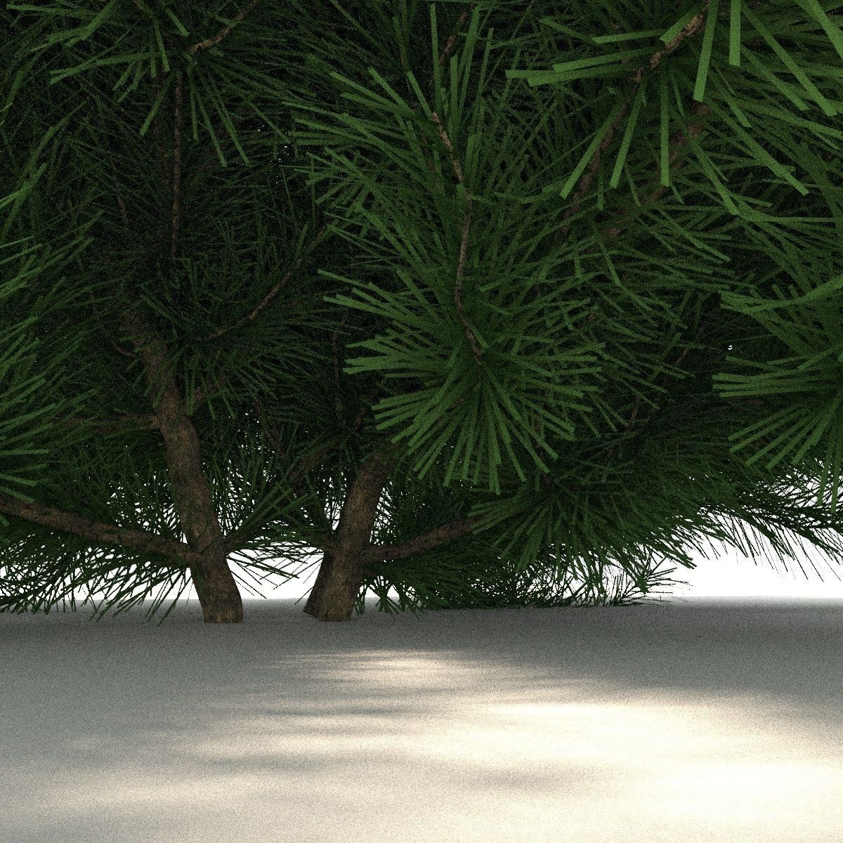 Pinus mugo tree 3D model_6