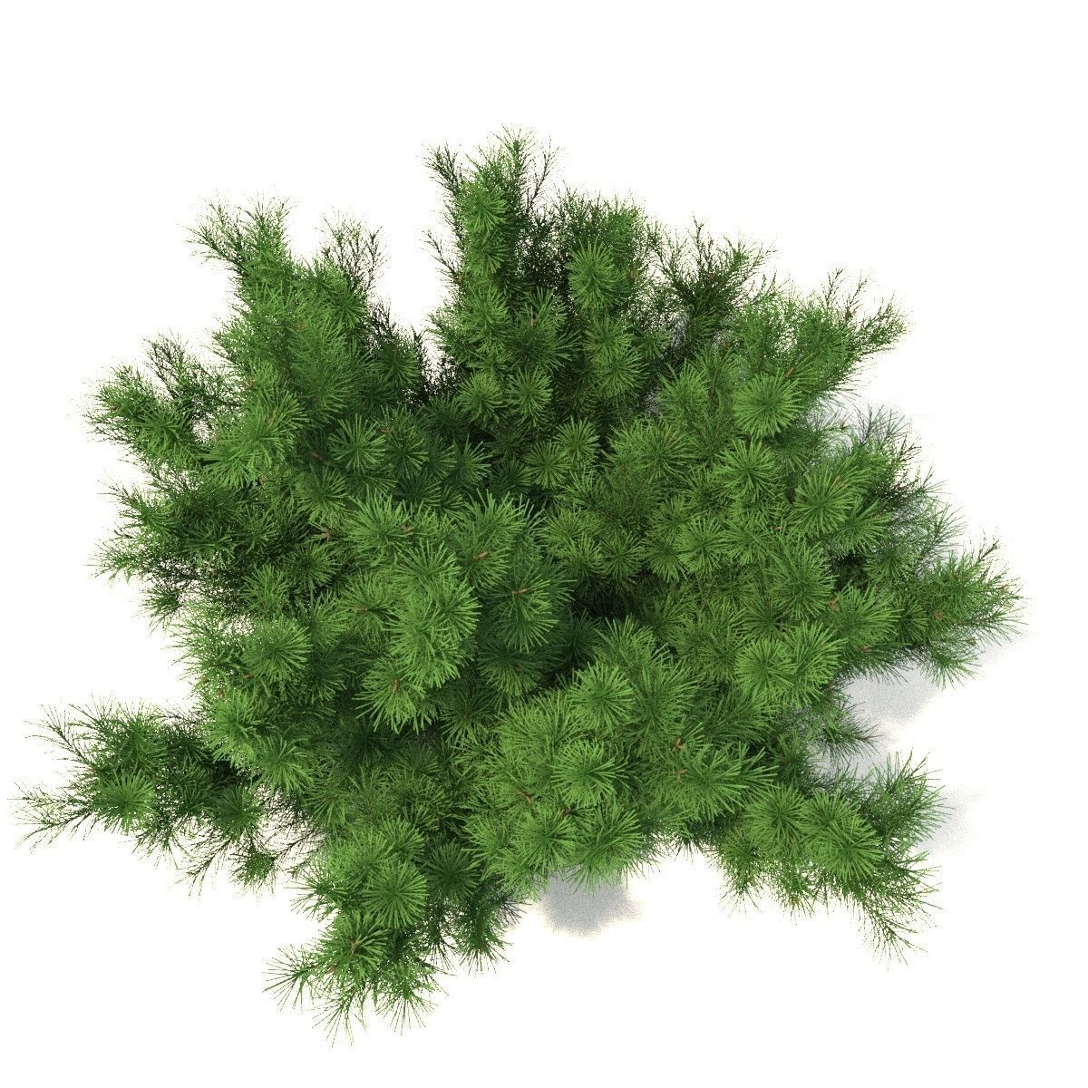 Pinus mugo tree 3D model_5