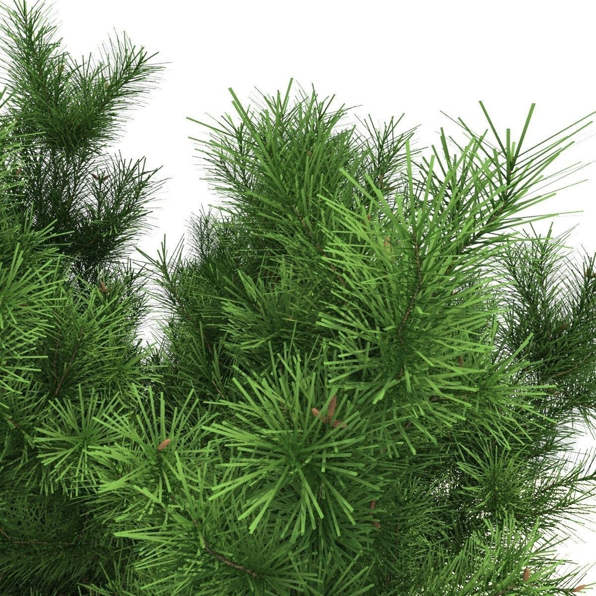 Pinus mugo tree 3D model_3
