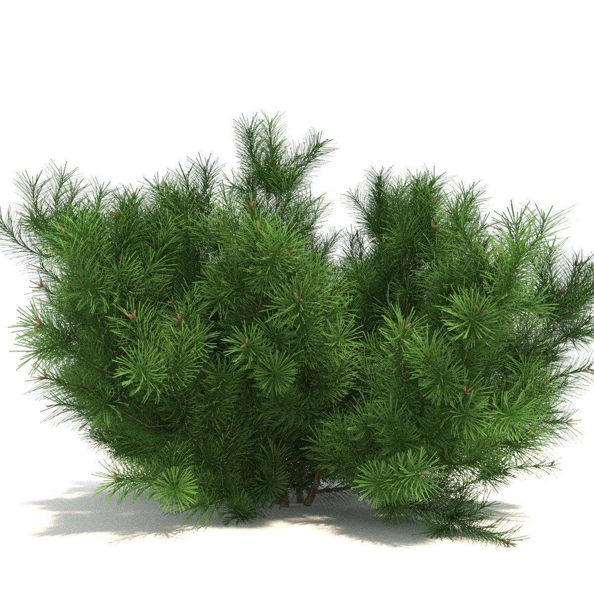 Pinus mugo tree 3D model_4