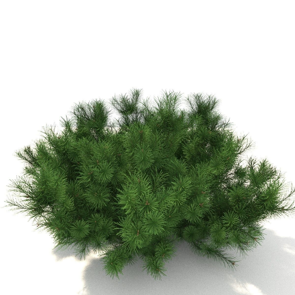 Pinus mugo tree 3D model_1