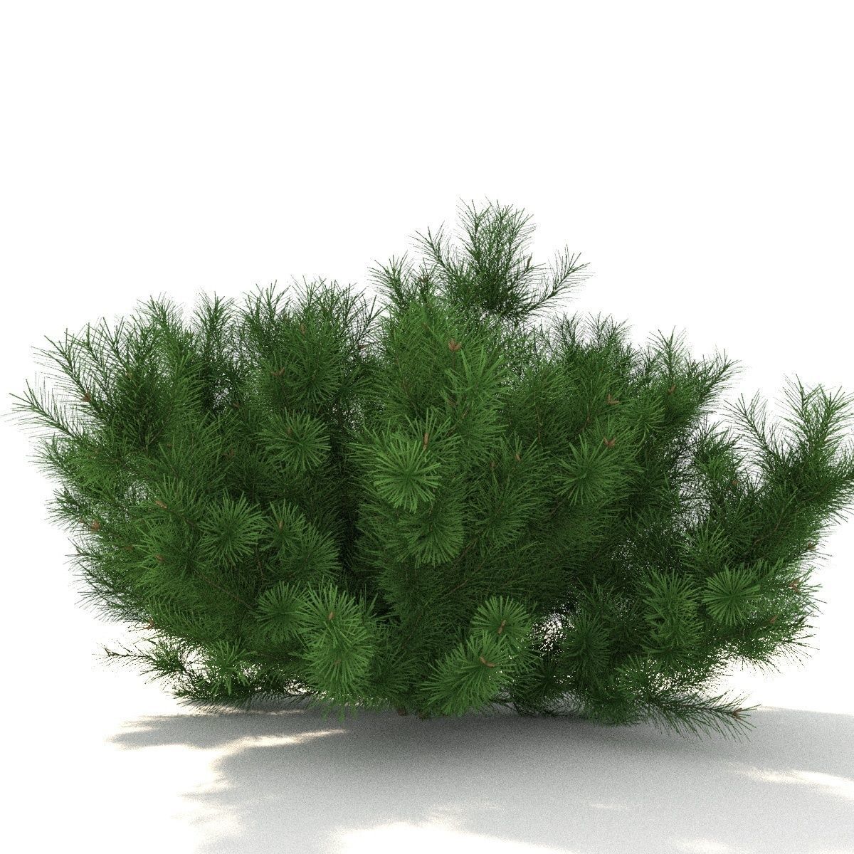 Pinus mugo tree 3D model_2
